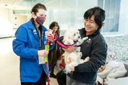 therapy dog